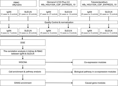 Weighted Gene Co-expression Network Analysis Reveals Different Immunity but Shared Renal Pathology Between IgA Nephropathy and Lupus Nephritis